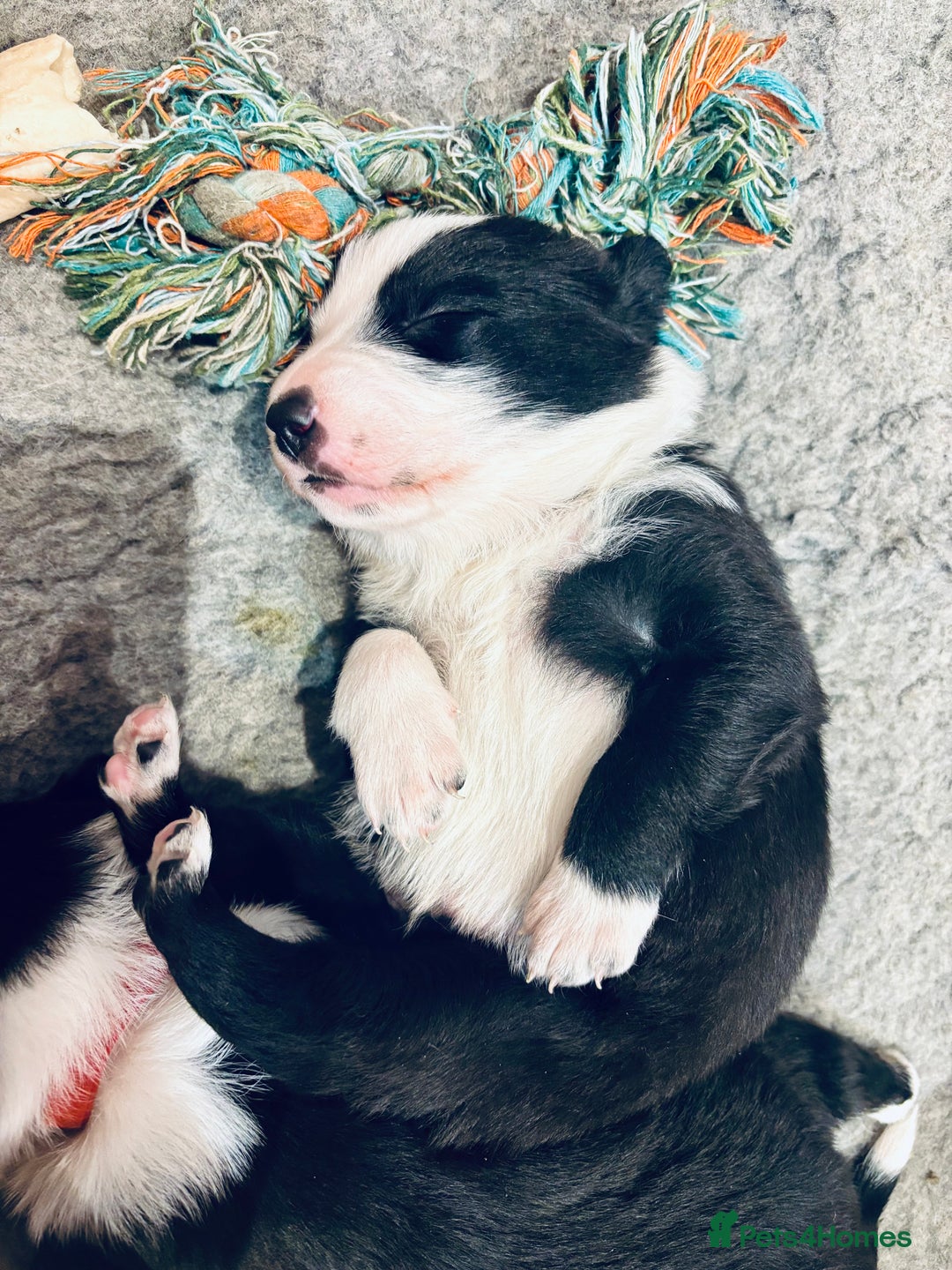 Border Collie dogs for sale: Adorable Collie Pups available raised with Love! - Advert 9