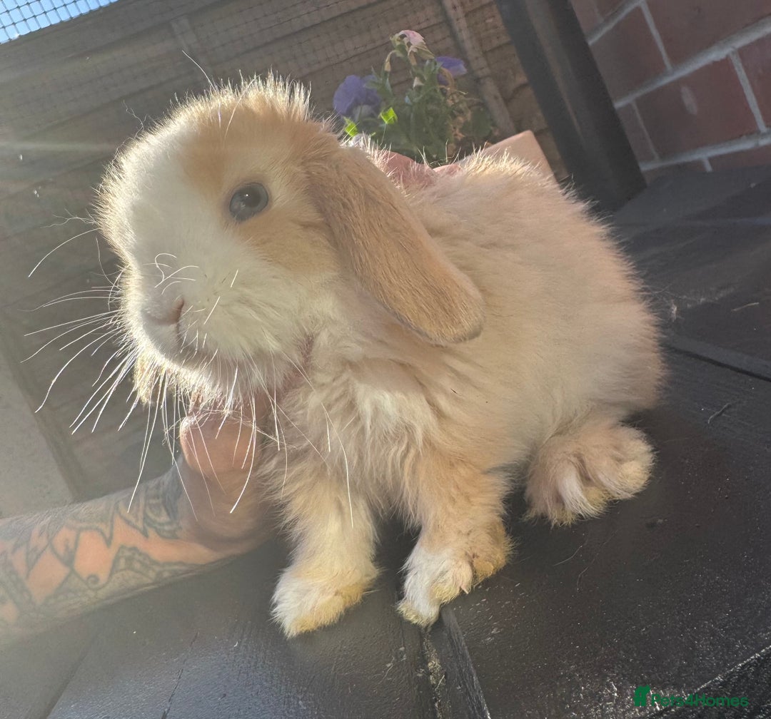 Totally Tiny Handled Daily Mini Lops 🥰 for sale in Leeds | Pets4Homes