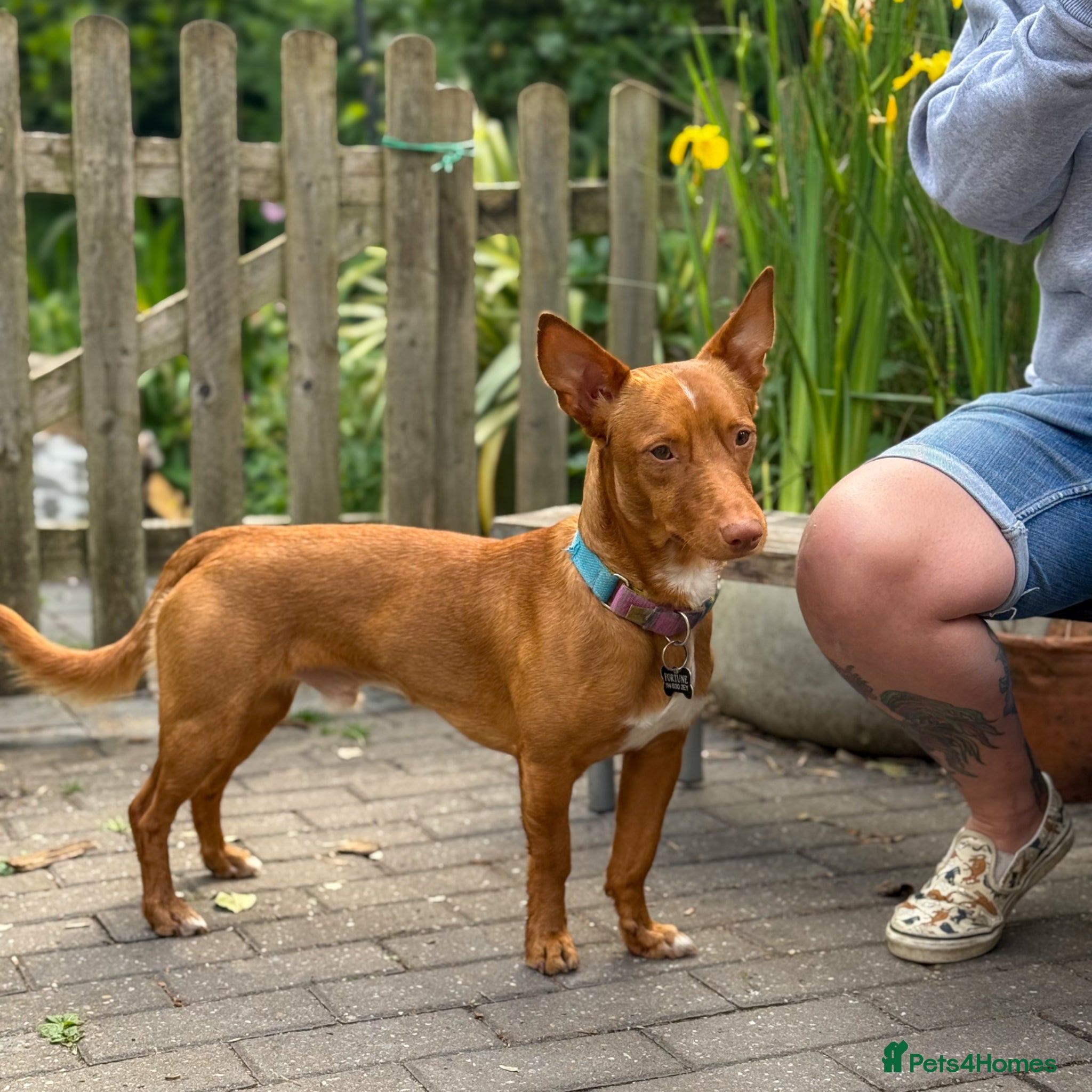 Mixed Breed dogs Shadow - Podenco Maneto  - Advert 1