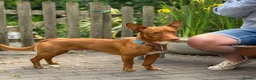 Mixed Breed dogs for adoption: Shadow - Podenco Maneto  in Birmingham - Advert 1