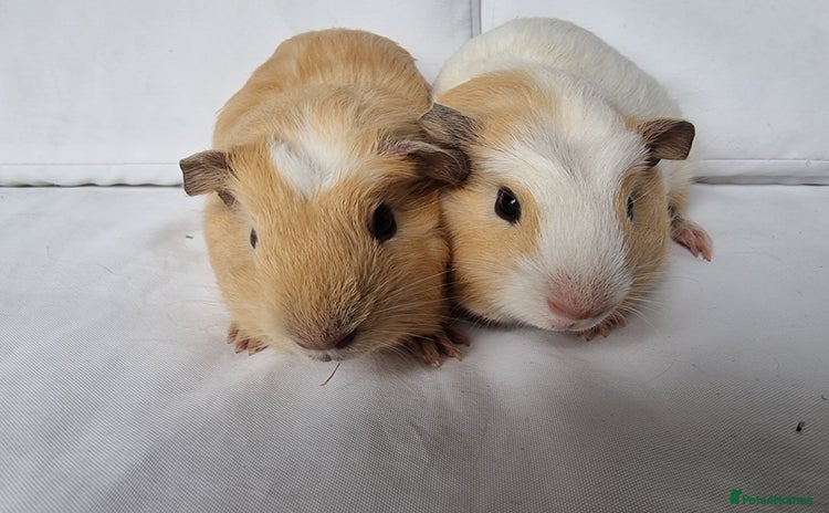 Guinea Pig rodents in Oldham - Advert 13