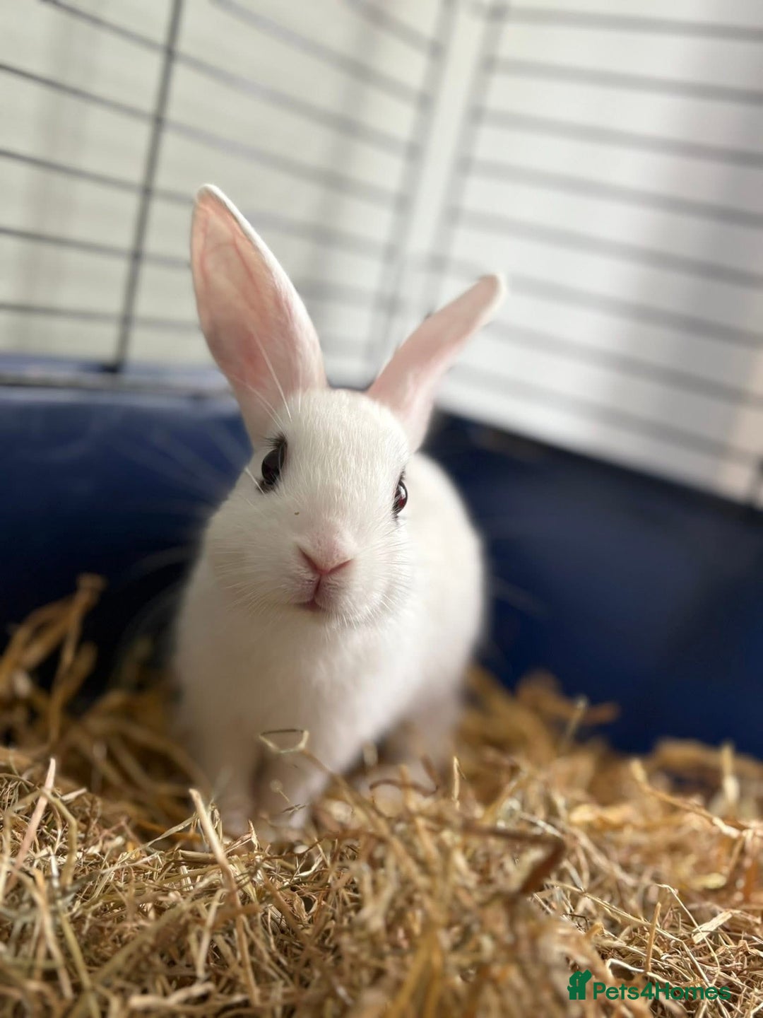 Mixed Breed rabbits for sale: Baby rabbits  in Cannock - Image 1