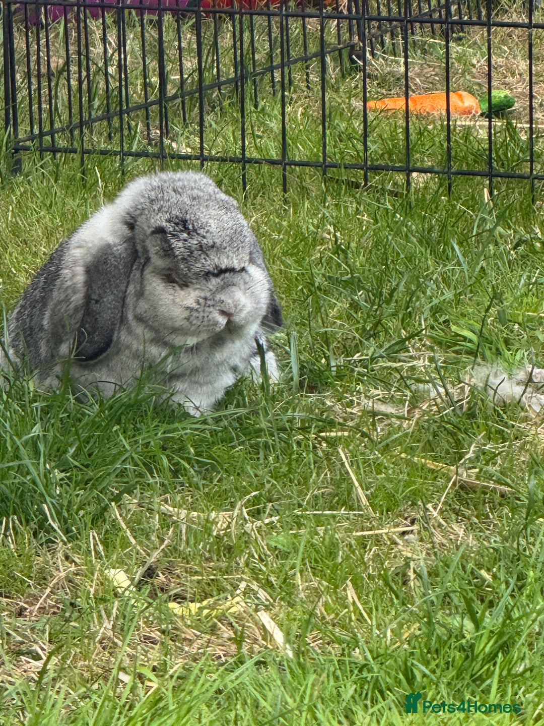Mixed Breed rabbits for sale: Rabbit rescue  in Diss - Image 14