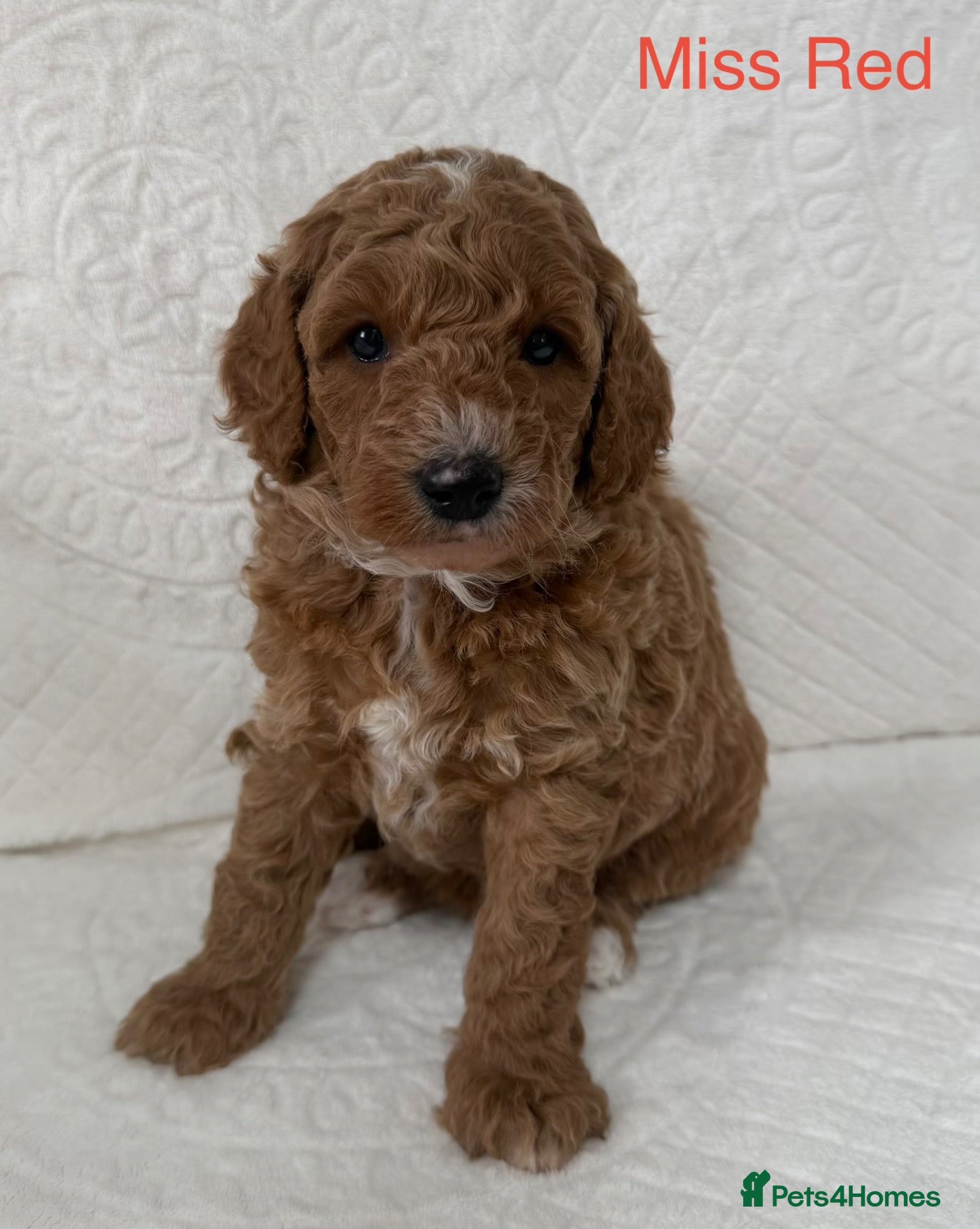 Goldendoodle dogs Stunning Goldendoodle Puppies  - Advert 1