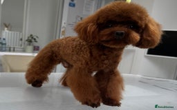 Toy Poodle dogs for sale: Asian toy Poodle boy - Image 2