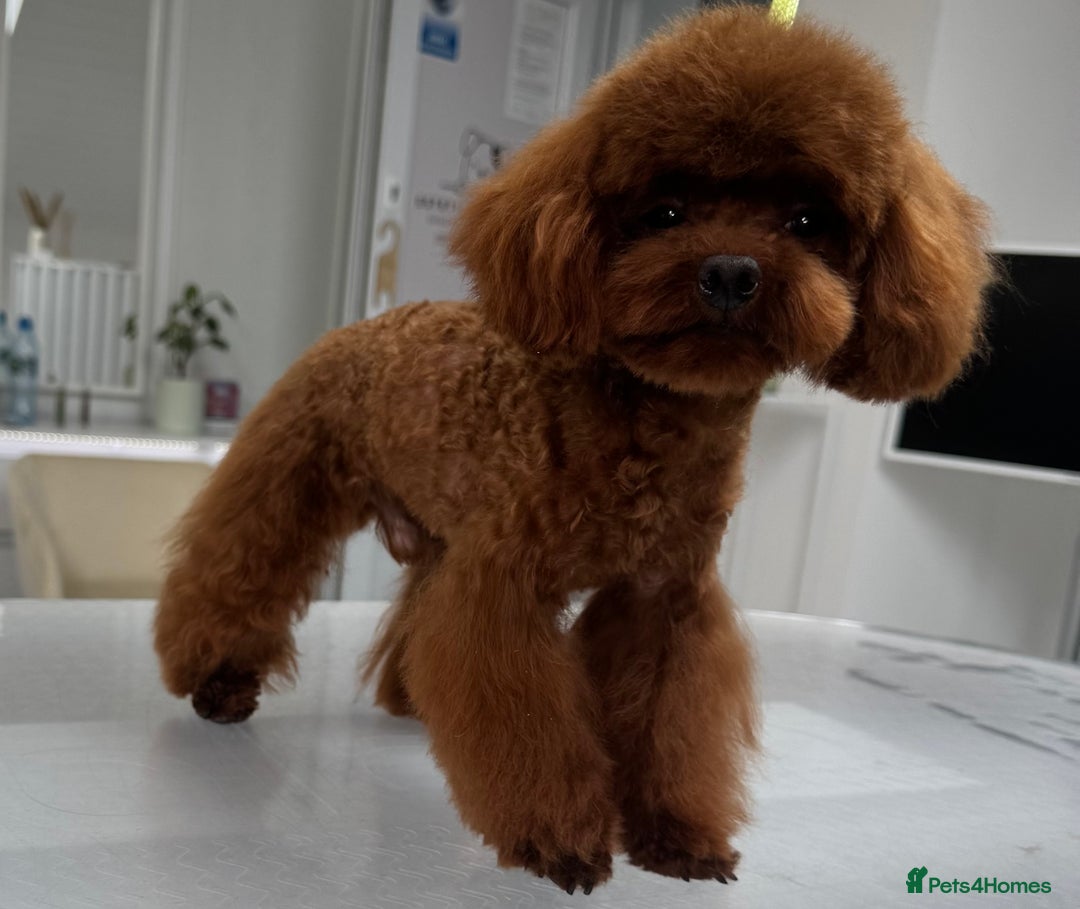 Toy Poodle dogs for sale: Asian toy Poodle boy - Image 2