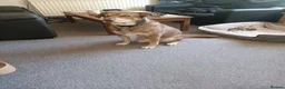 Mixed Breed dogs for adoption: Meet Luca, currently residing in Cheshire  in Nantwich - Advert 9
