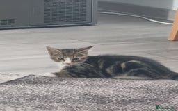 Mixed Breed cats for sale: ******s - Image 7