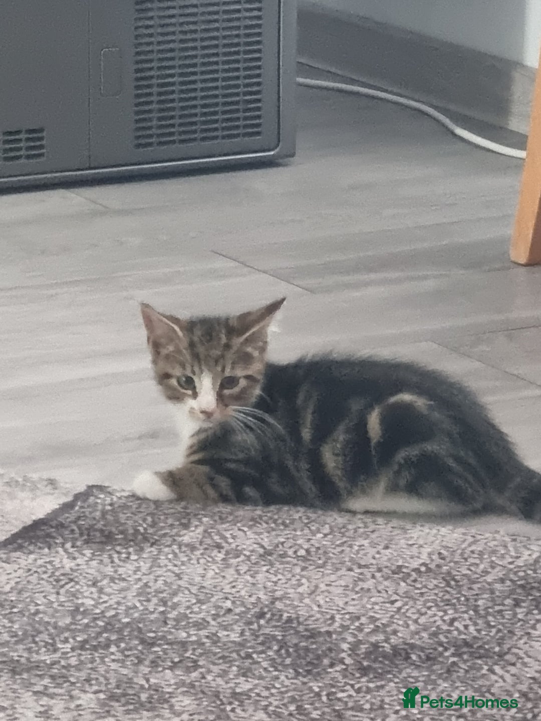 Mixed Breed cats for sale: ******s - Image 7