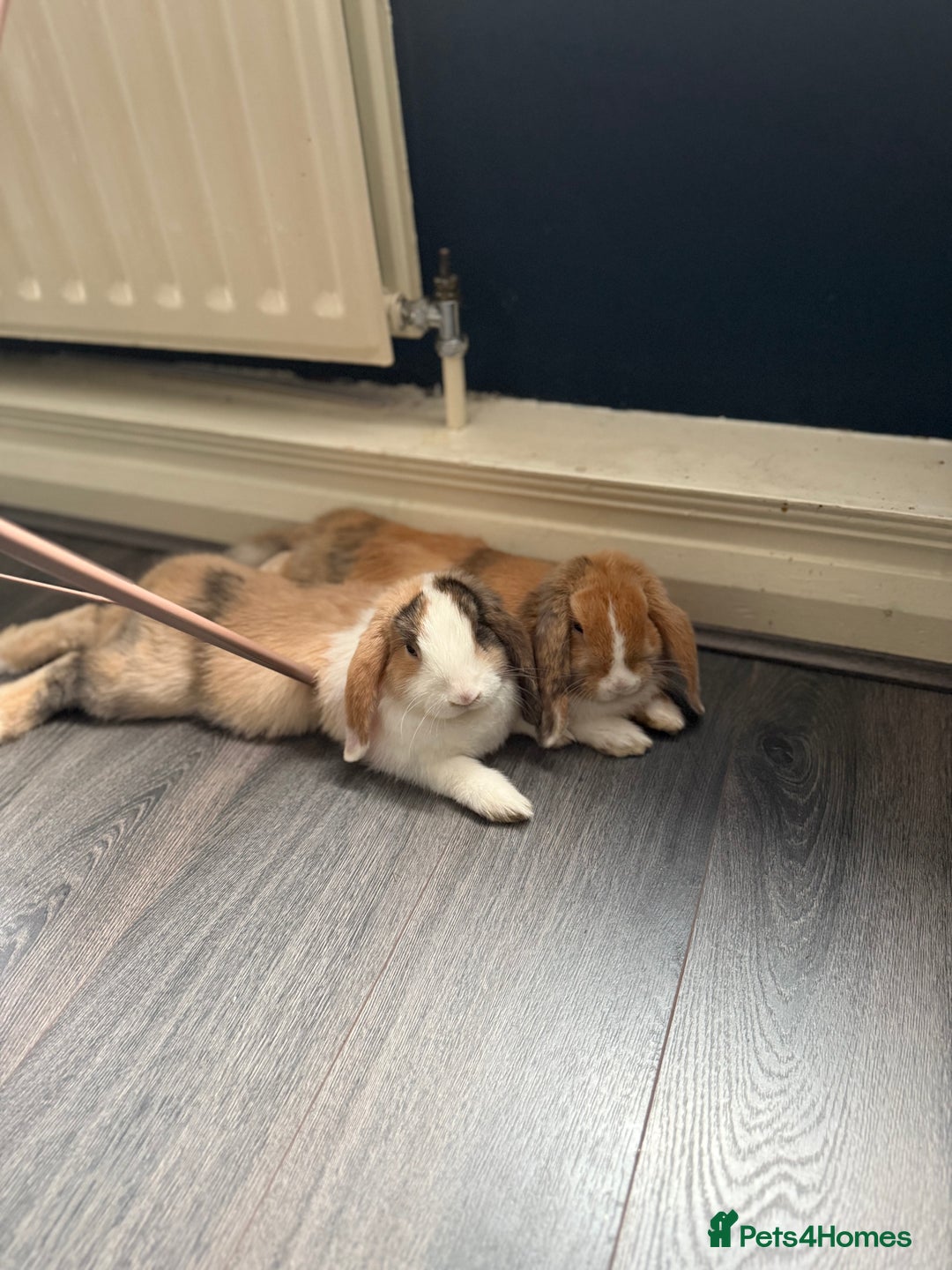 Mini Lop rabbits for sale: Mini lop brothers - Advert 6