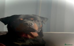Rottweiler dogs for stud: Rottweiler Stud in Crewe - Image 3