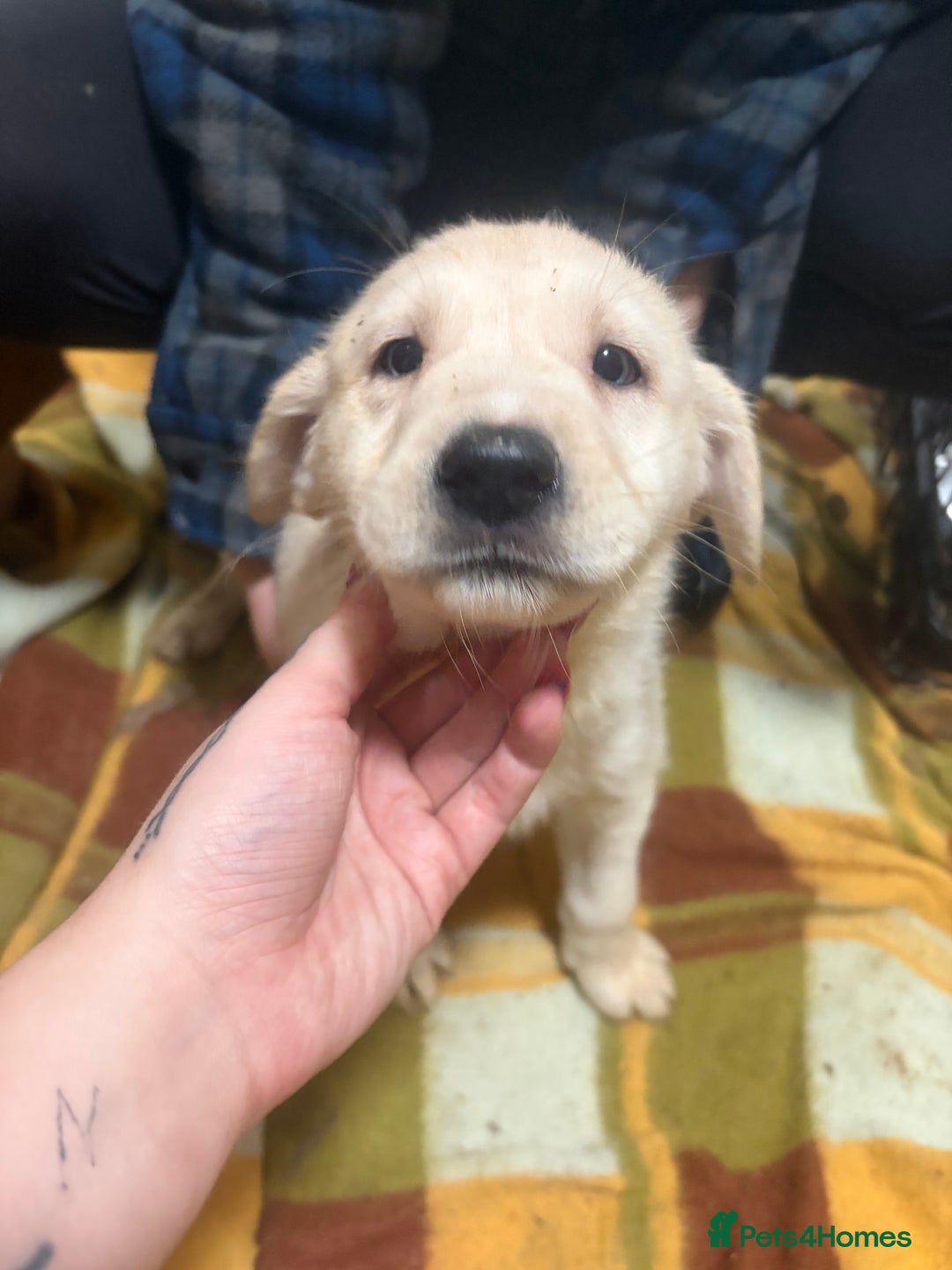 Mixed Breed dogs for sale: Shepsky x Labrador  - Advert 6