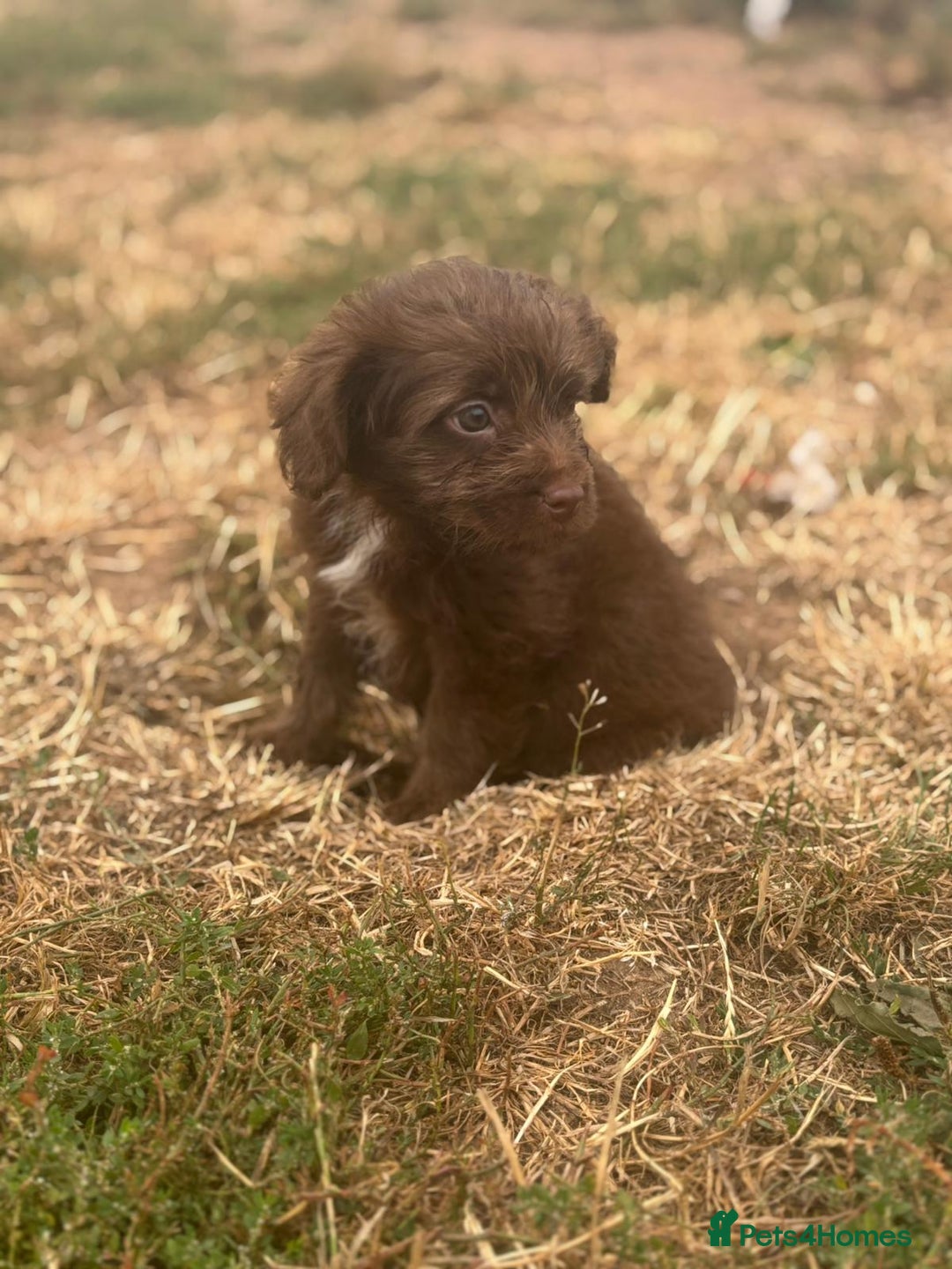 Mixed Breed dogs for sale: Froodle pups - Image 3