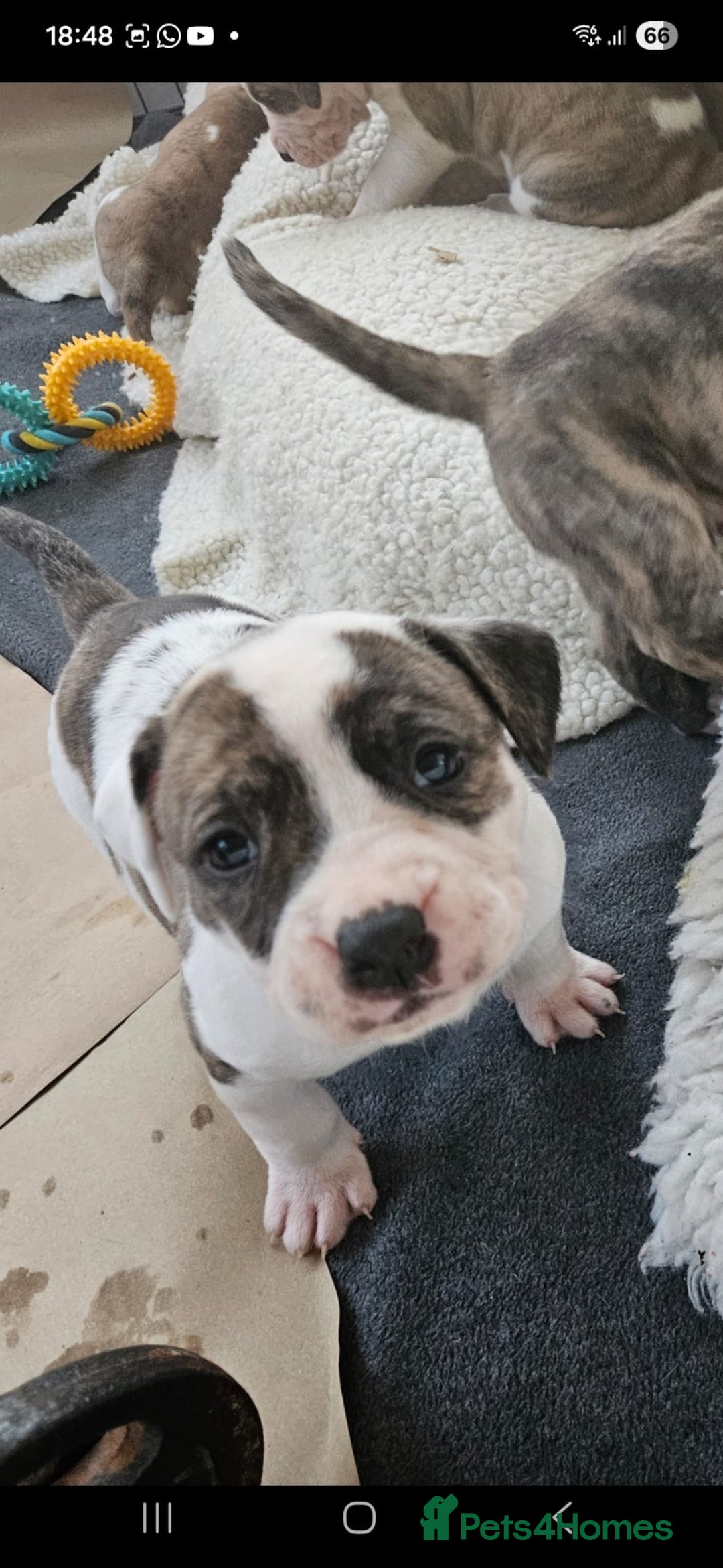 Mixed Breed dogs for sale: American Bulldog Puppies – Child & Cat Friendly - Advert 14