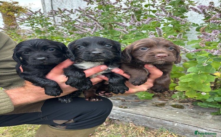 Cocker Spaniel dogs - Advert 12