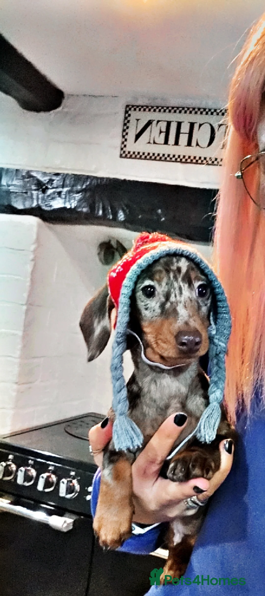 Miniature Dachshund dogs for sale: RESERVED KC Male choc&tan dapple smooth mini daxie - Advert 1