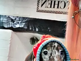 Miniature Dachshund dogs RESERVED KC Male choc&tan dapple smooth mini daxie - Advert 16