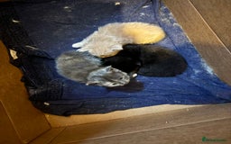 Maine Coon cats for sale: Maine Coon kittens  - Image 14