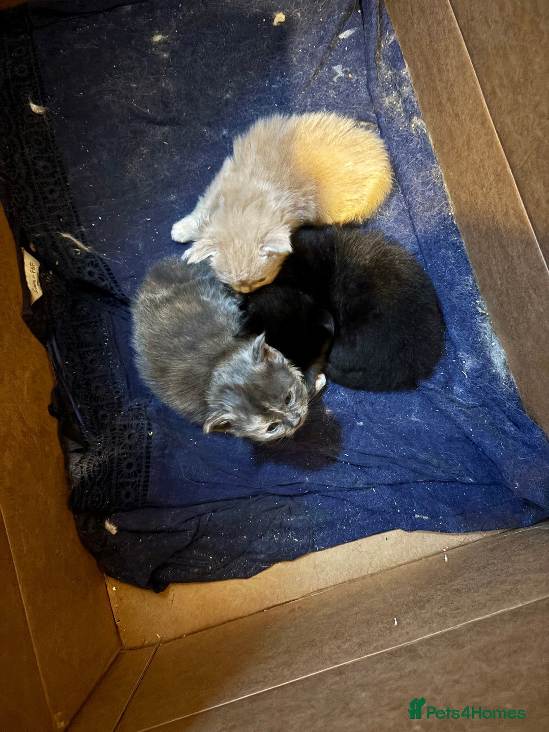 Maine Coon cats for sale: Maine Coon kittens  - Image 14