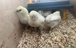 Chickens poultry for sale: Silkie Chicks for sale - Image 7