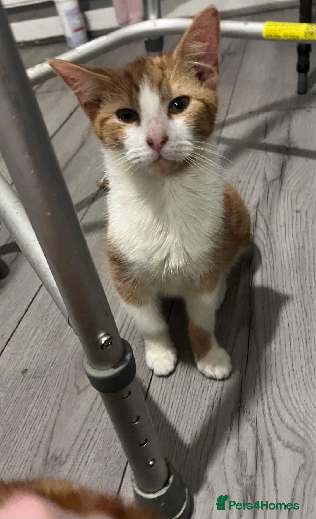 Mixed Breed cats for sale: Kittens - Advert 18