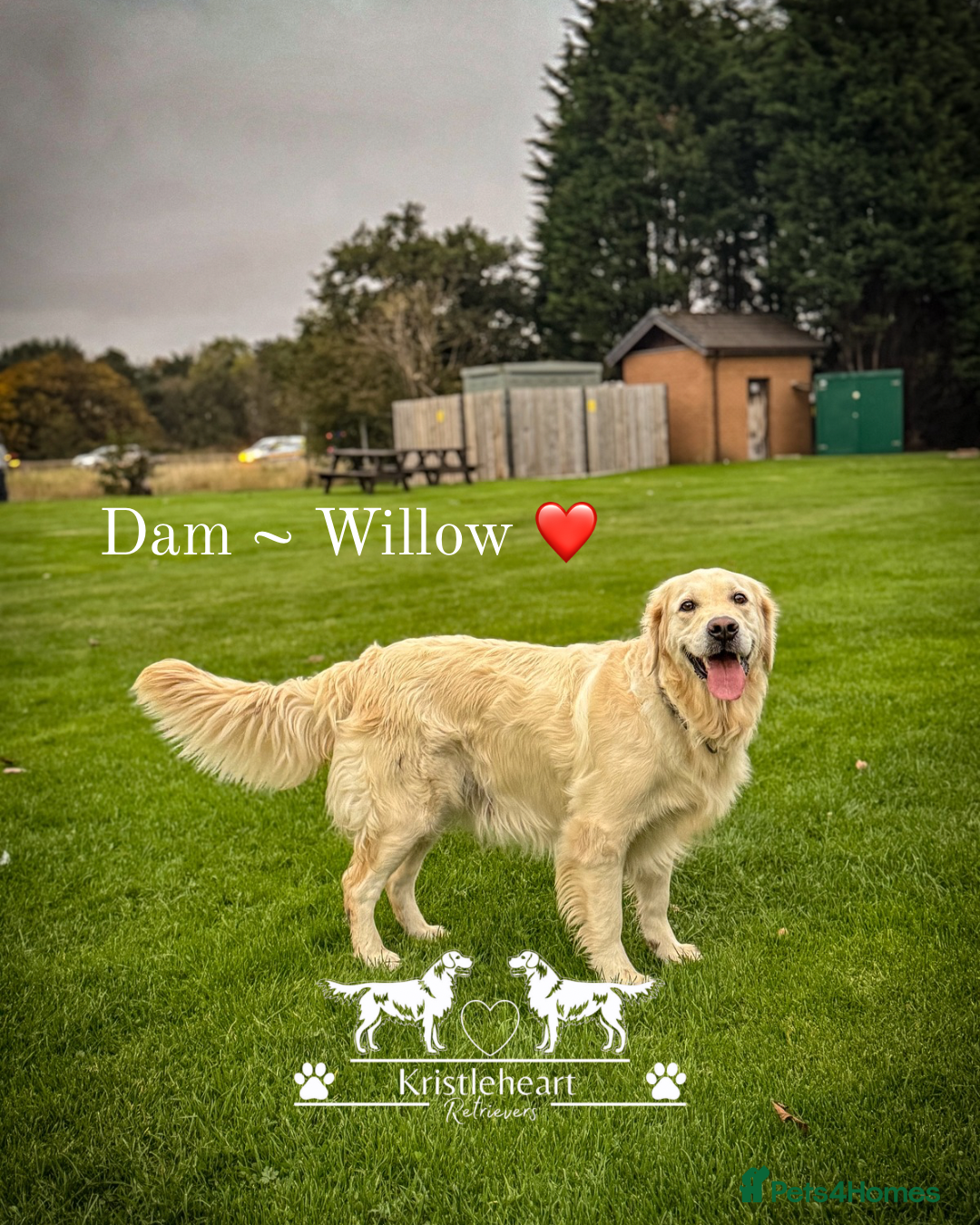 Golden Retriever dogs for sale: KC FULLY TESTED PUPPIES DUE - Advert 6