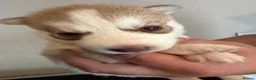 Siberian Husky dogs for sale: Siberian Husky  - Advert 8