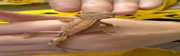 Gecko reptiles for sale: Various Crested Gecko Babies - Advert 9