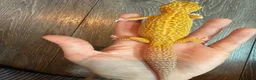 Leopard Gecko reptiles for sale: Community of leopard geckos  - Advert 6