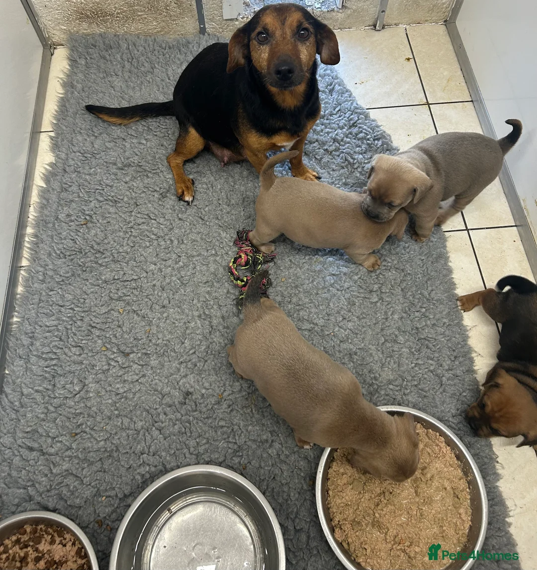 Mixed Breed dogs for sale: Jack Russell x French bulldog  - Advert 1