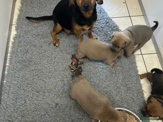 Mixed Breed dogs Jack Russell x French bulldog - Advert 2