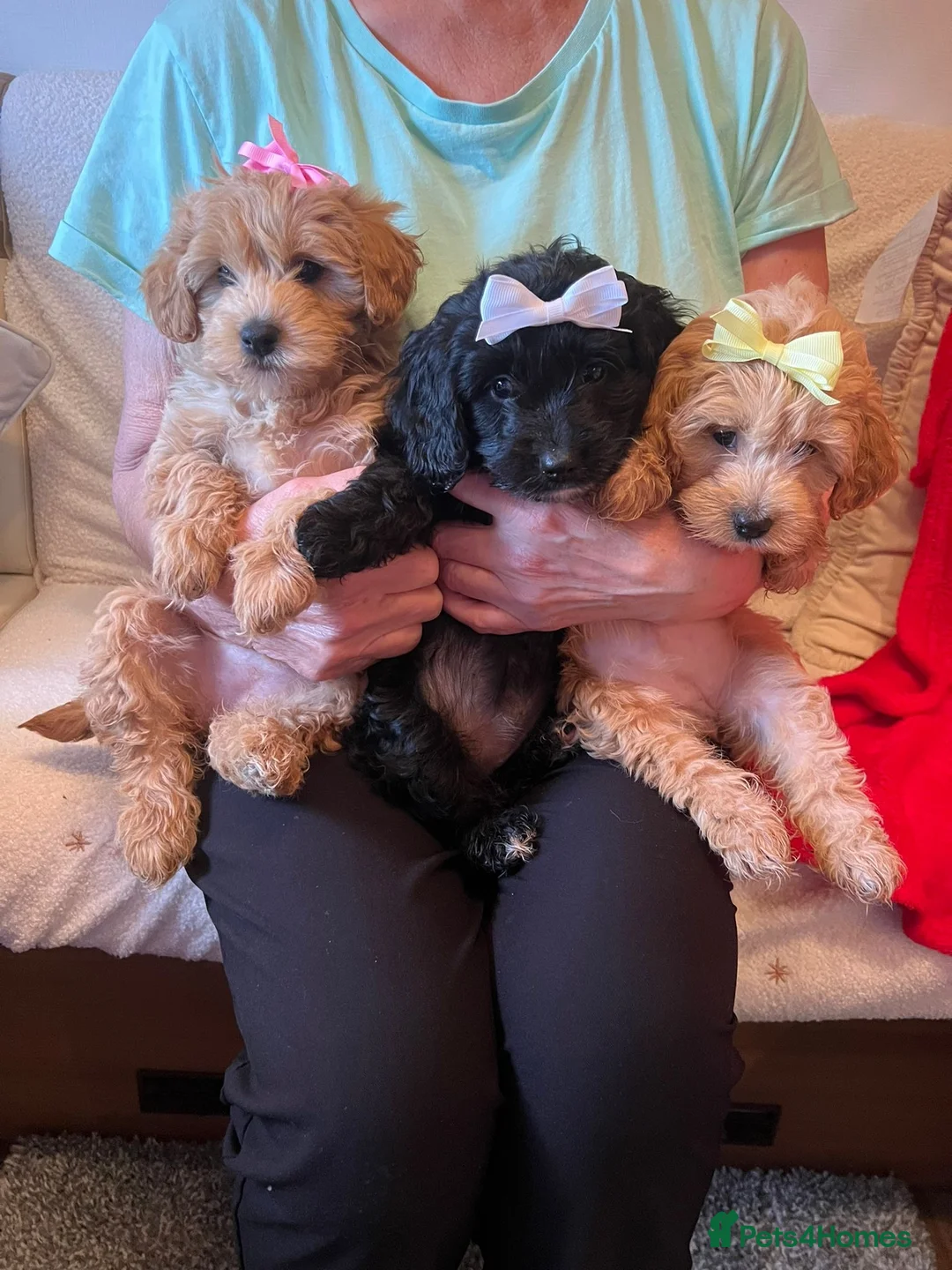 Cockapoo dogs for sale: Stunning cockapoo puppies  - Advert 1