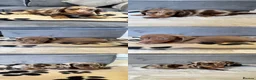 Miniature Dachshund dogs for sale: Miniature dachshunds looking for forever homes 🐾 - Advert 6