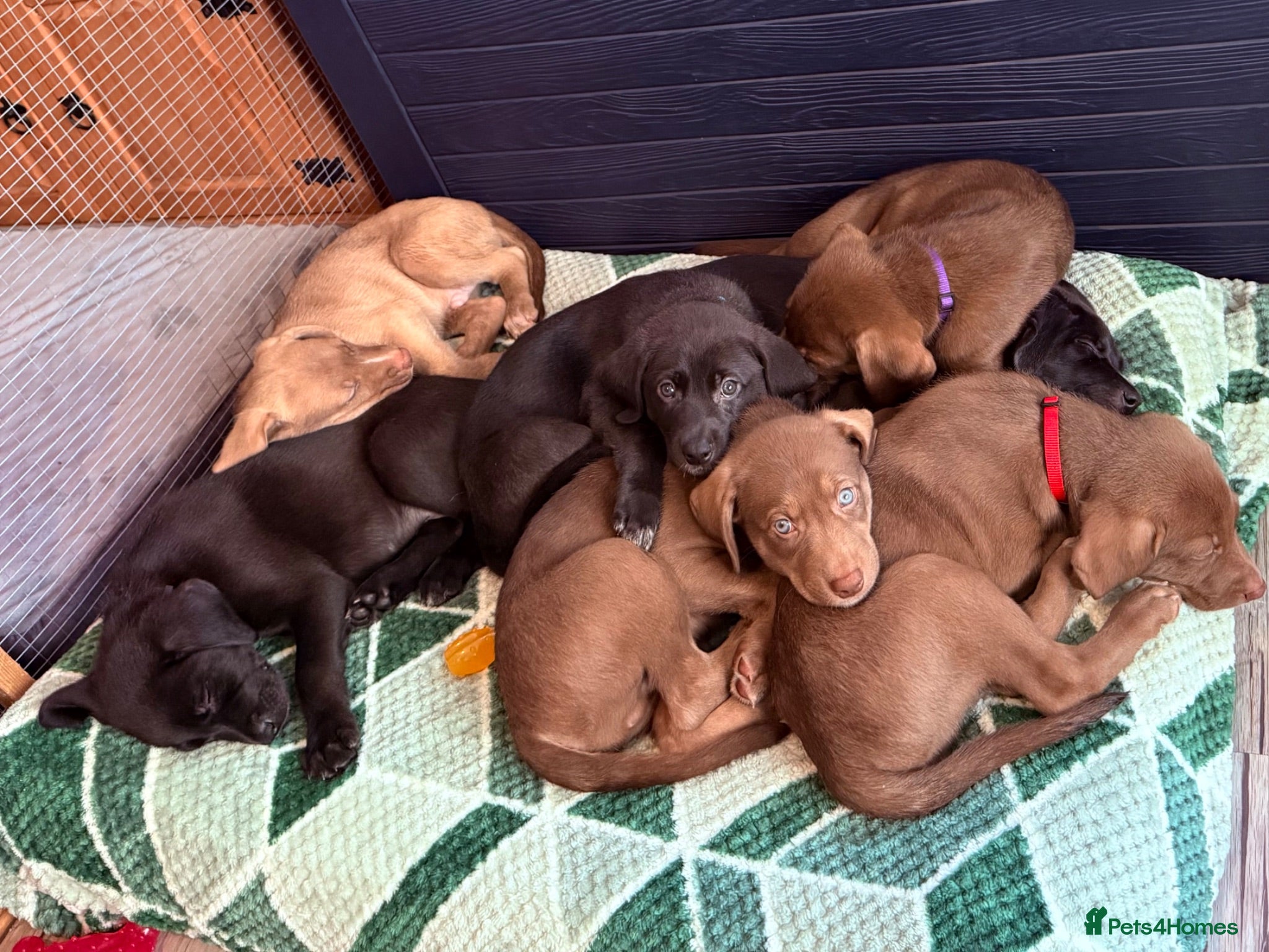 Mixed Breed dogs Gorgeous Siberian Shepsky x Weimaraner Puppies  - Advert 2
