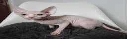 Sphynx cats for sale: Pedigree Sphynx kittens. Ready to go. - Advert 3