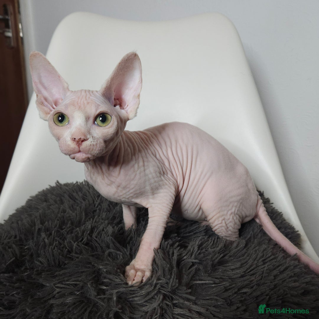 Sphynx cats for sale: Pedigree Sphynx kittens. Ready to go. - Advert 3