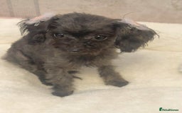 Toy Poodle dogs for sale: Asian toy poodle girl.  - Image 5