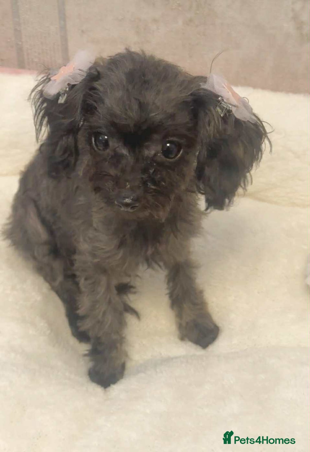 Toy Poodle dogs for sale: Asian toy poodle girl.  - Image 5