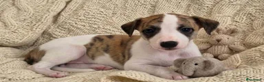 Whippet Puppy 4