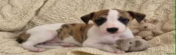 Whippet dogs for sale: Stunning Show Quality Ch Sired Whippet Puppies  - Advert 27