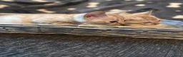 Bengal cats for sale: Bengal kittens blue eye snow and a green eye mink in Bradford - Advert 19