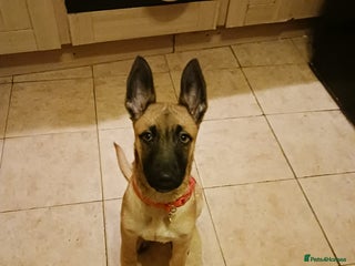 Belgian Shepherd Dog dogs Belgian Malinois puppy - Advert 2