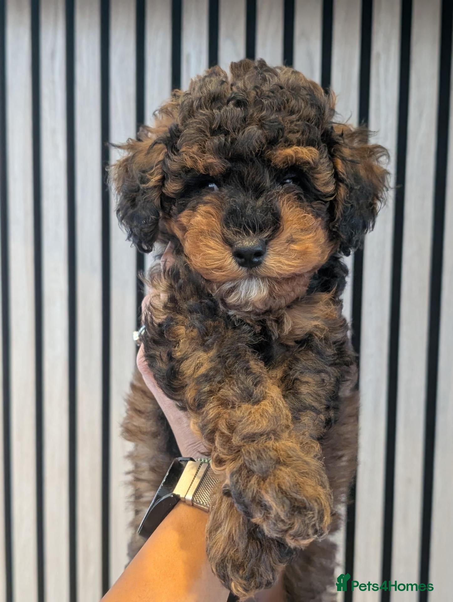 Cockapoo dogs Male available - F1BB cockapoo puppies  - Advert 2