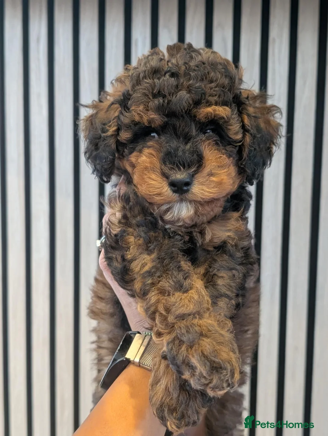 Cockapoo dogs for sale: Male available - F1BB cockapoo puppies  - Advert 1