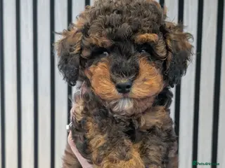 Cockapoo dogs Male available - F1BB cockapoo puppies - Advert 2