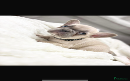 French Bulldog dogs for sale: French bulldog puppies  - Image 6