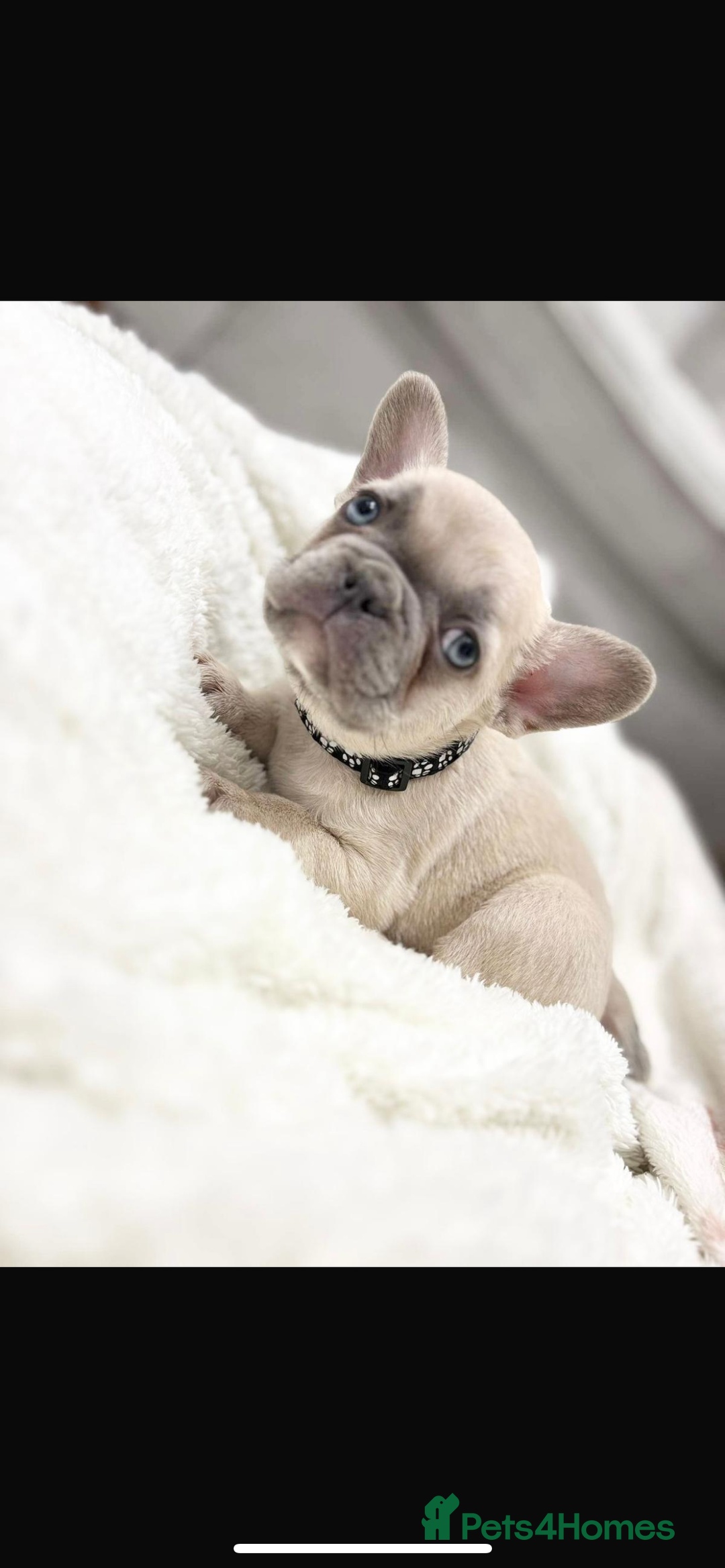 French Bulldog dogs for sale: French bulldog puppies  - Image 6