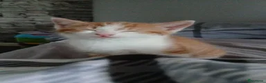 Mixed Breed Kitten 3