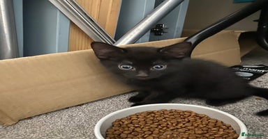 Russian Blue cats - Advert 16