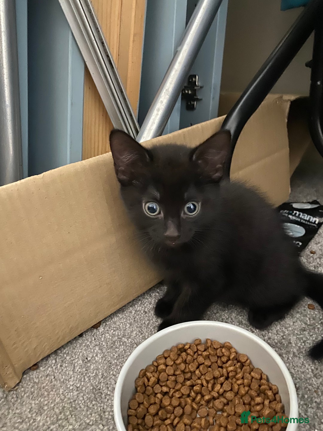 Russian Blue cats for sale: Russian blue cross bengal kittens - Image 3